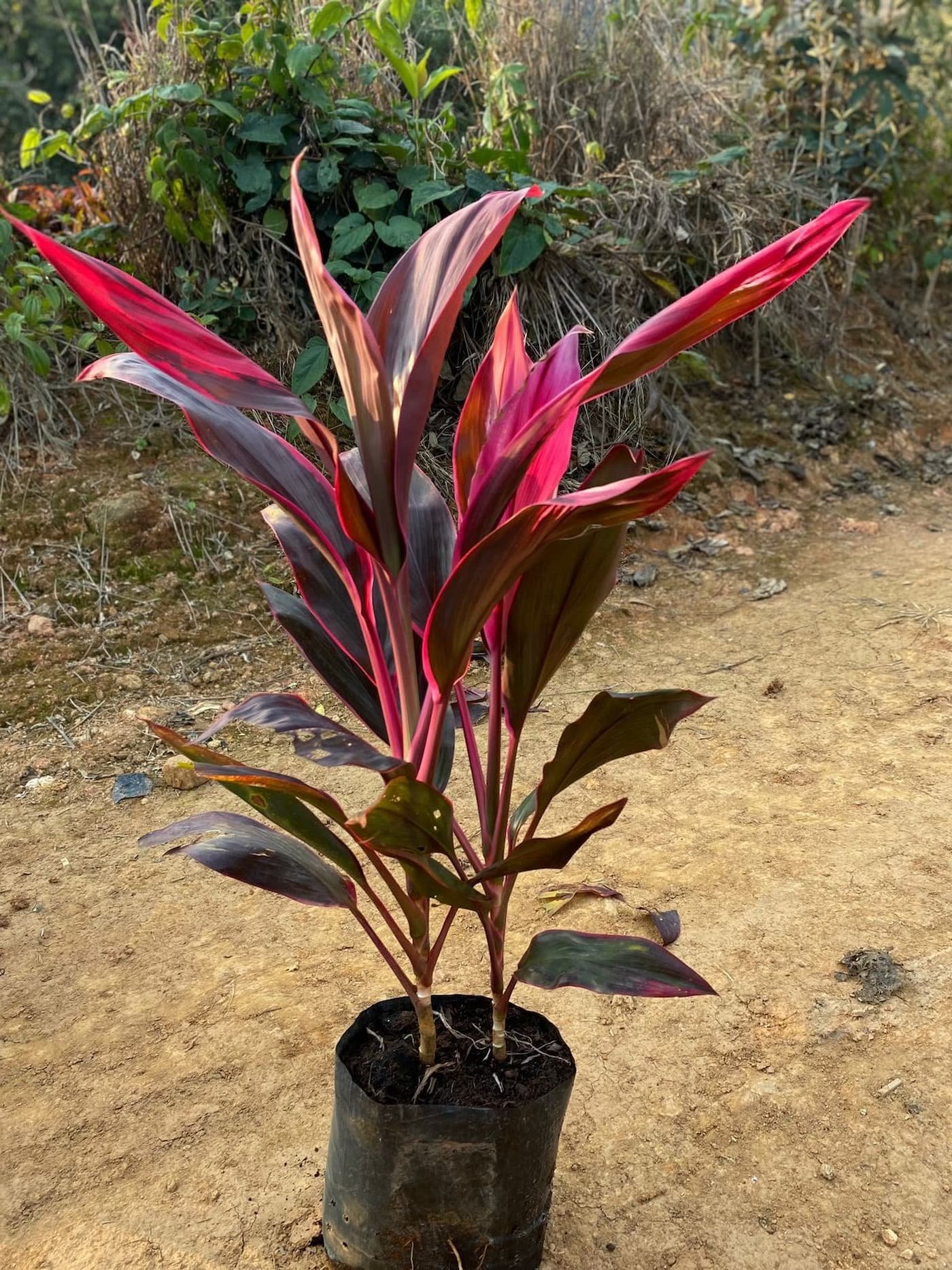 Dracena Vermelha adulta pronta para plantio