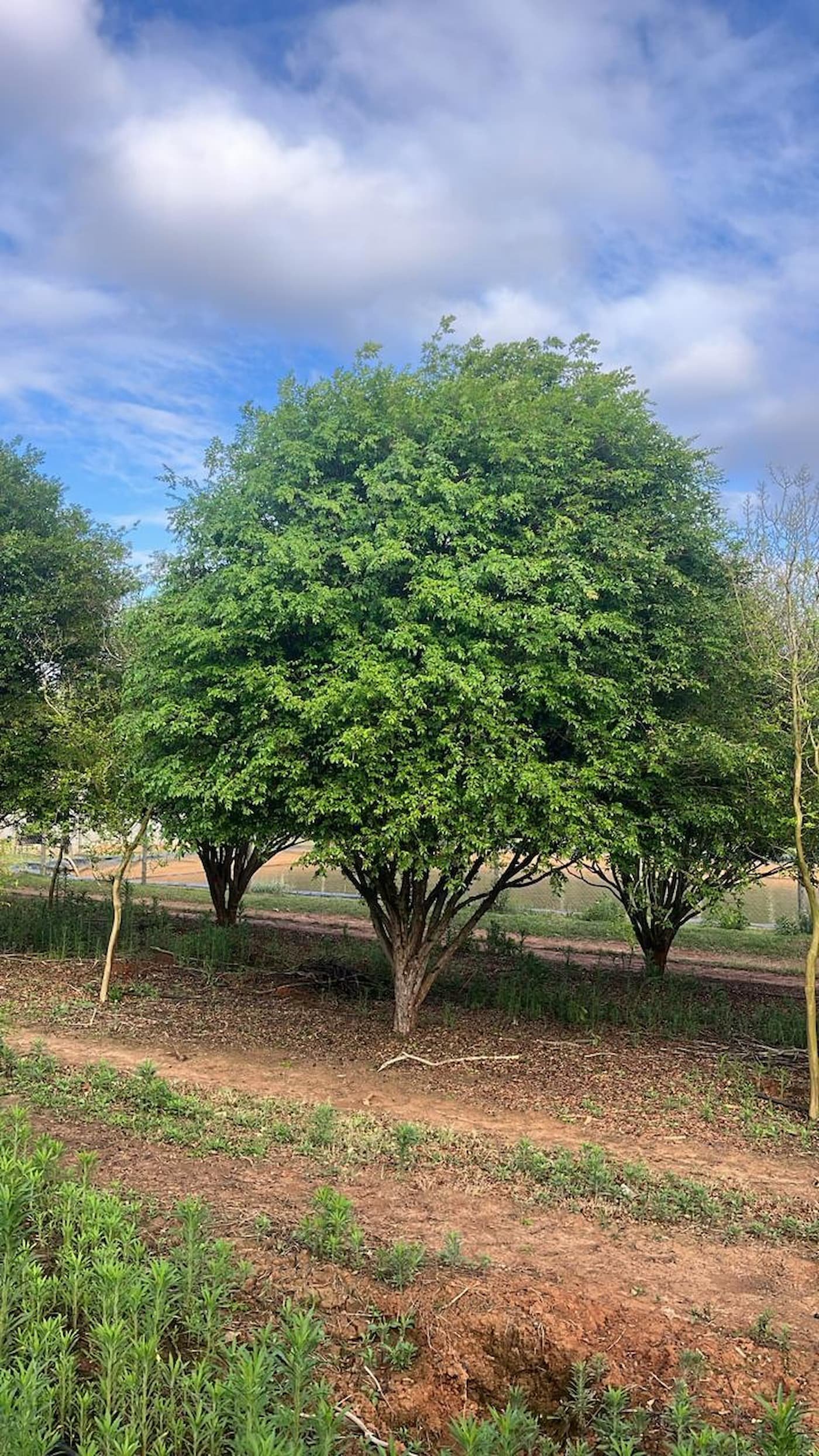 Jabuticabeira Adulta