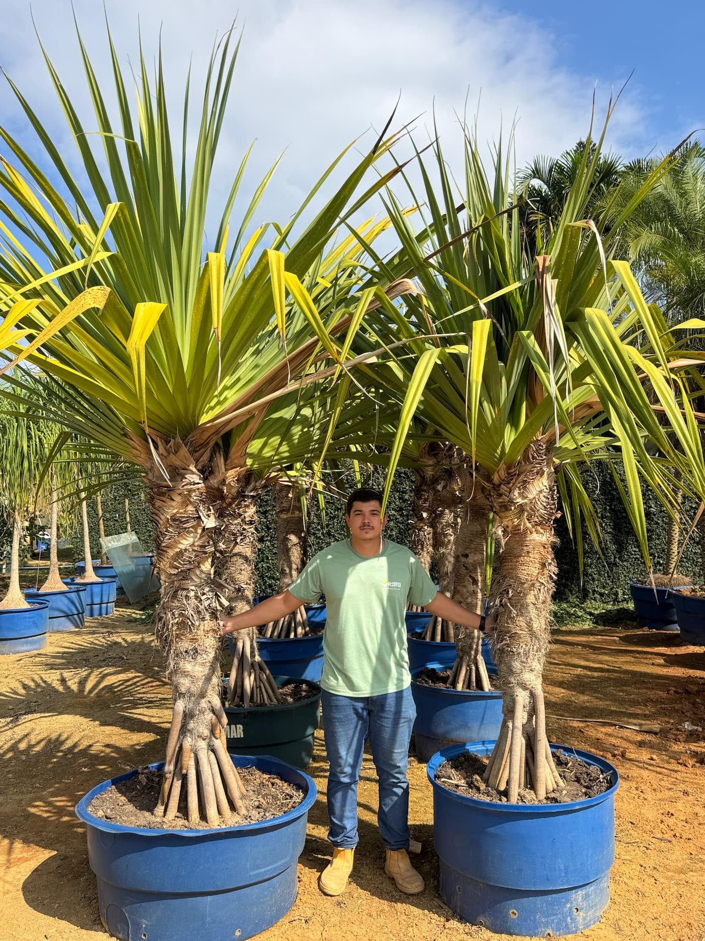 Pandanus
