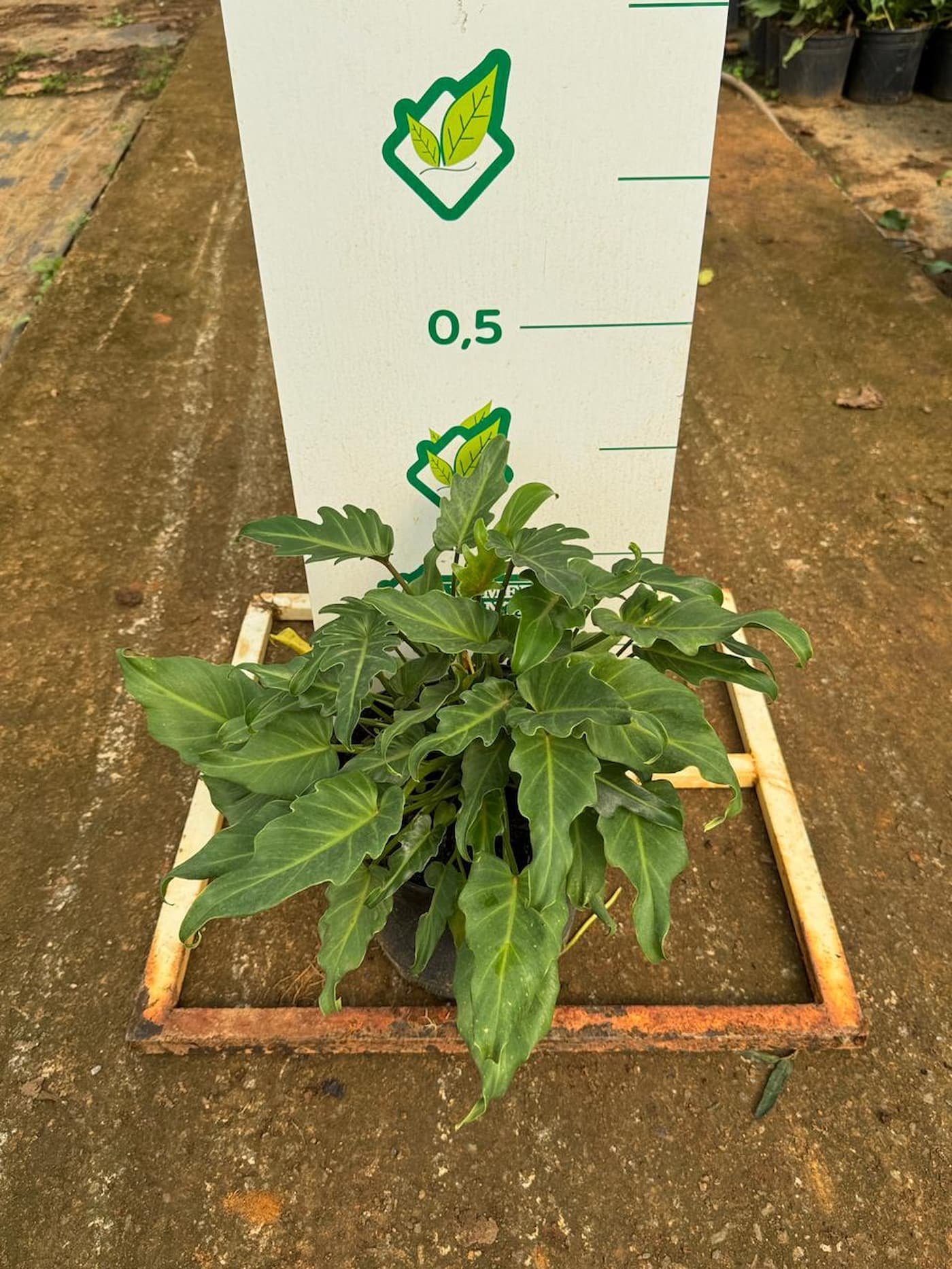 Xanadu adulta pronta para plantio