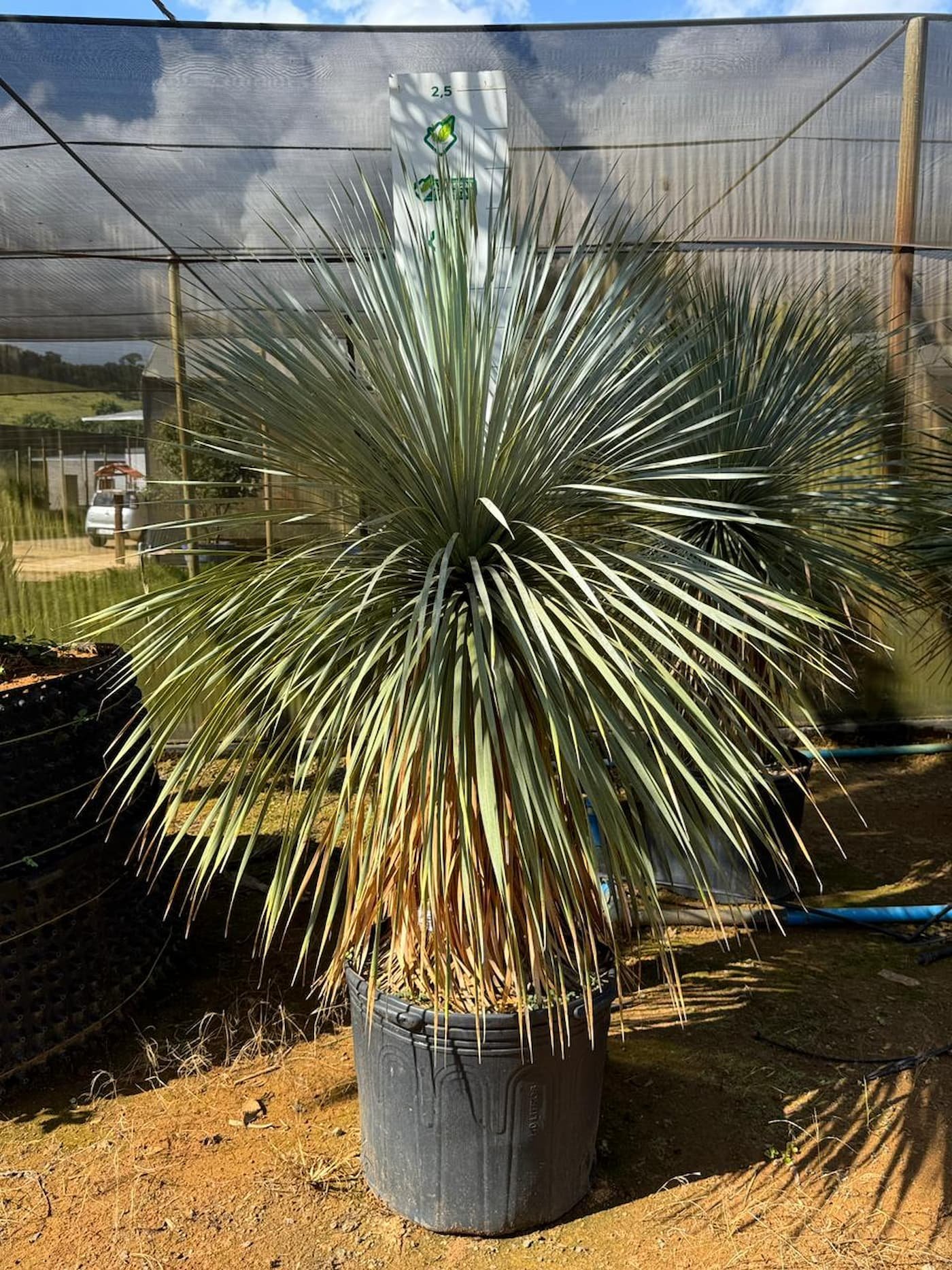 Yucca Rostrata